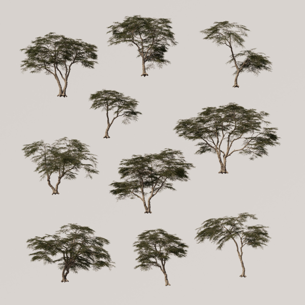 Acacia Tree Set