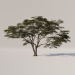 Acacia Tree Set