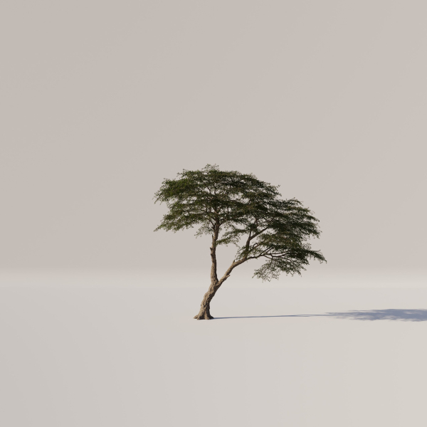 Acacia Tree Set
