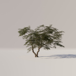 Acacia Tree Set