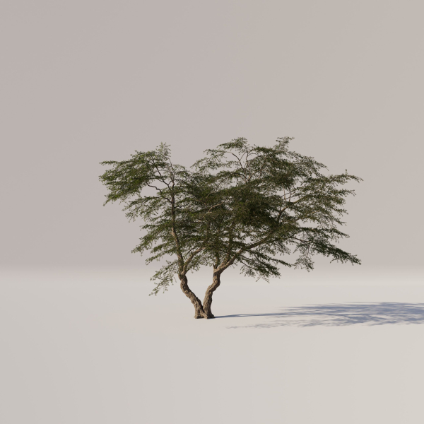 Acacia Tree Set