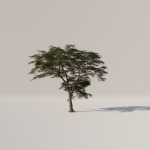 Acacia Tree Set