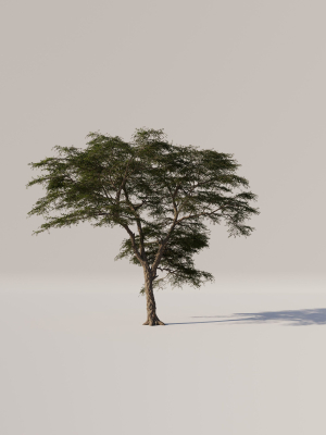 acacia-tree-set-3d-model-6872f5099b