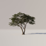 Acacia Tree Set