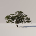 Acacia Tree Set