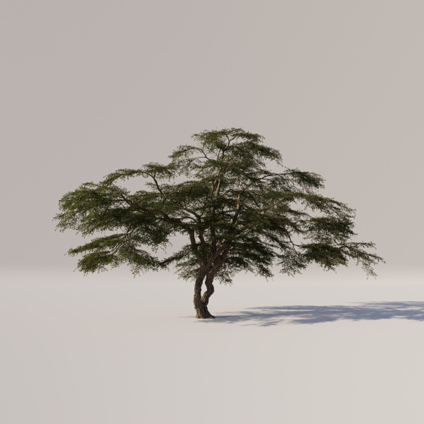 Acacia Tree Set