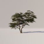 Acacia Tree Set