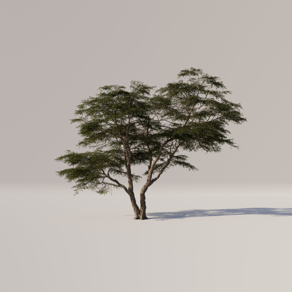 Acacia Tree Set