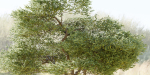 Acacia tree vol 15-Blender