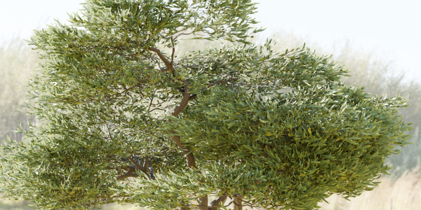 Acacia tree vol 15-Blender