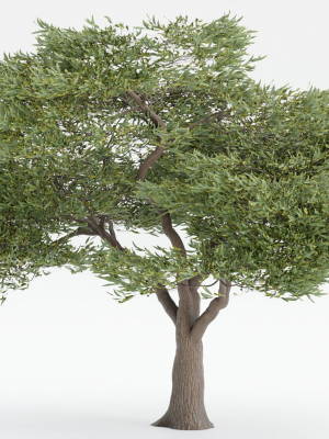 acacia-tree-vol-15-blender-3d-model-83595a7241