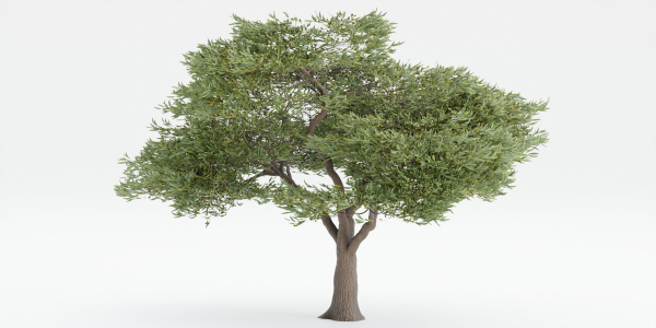 Acacia tree vol 15-Blender