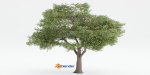 Acacia tree vol 15-Blender