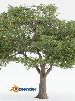 Acacia tree vol 15-Blender