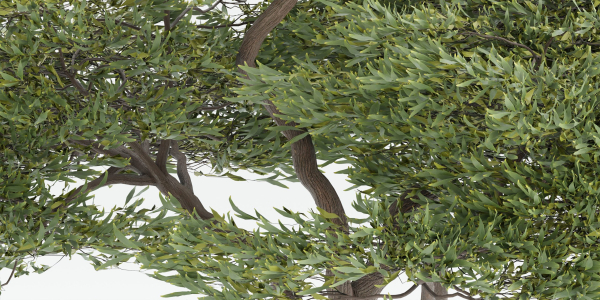 Acacia tree vol 15-Blender