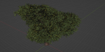Acacia tree vol 15-Blender