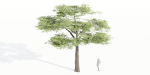 Acacia trees vol 87-Blender