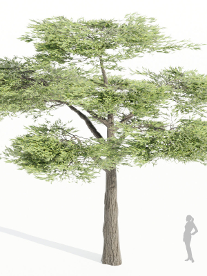 acacia-trees-vol-87-blender-3d-model-23badbad74