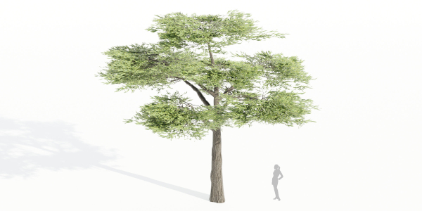 Acacia trees vol 87-Blender