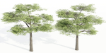 Acacia trees vol 87-Blender