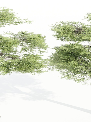 Acacia trees vol 87-Blender