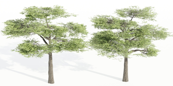 Acacia trees vol 87-Blender