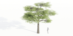 Acacia trees vol 87-Blender