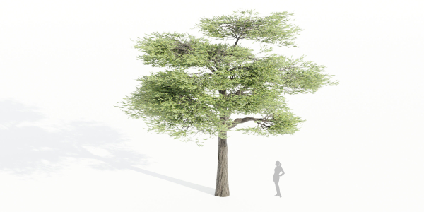 Acacia trees vol 87-Blender