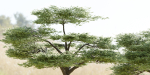 Acacia trees vol 87-Blender