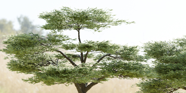 Acacia trees vol 87-Blender