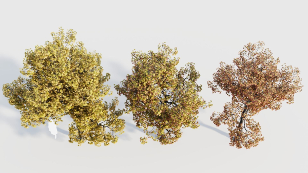 Acer buergerianum a