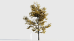 Acer buergerianum a