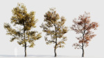 Acer buergerianum a