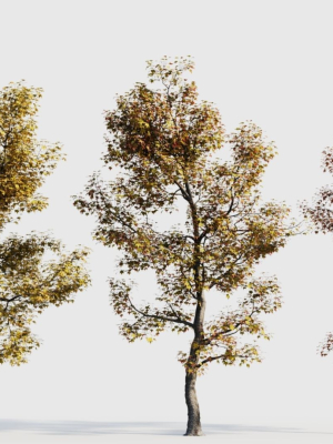 Acer buergerianum a