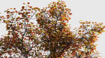 Acer buergerianum a