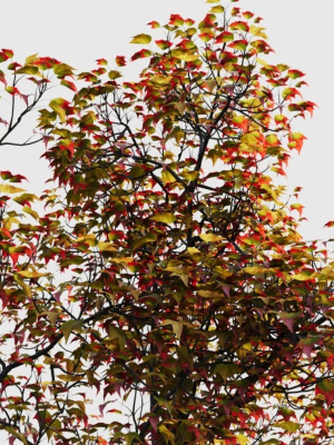 acer-buergerianum-a-3d-model-95a4b7db39