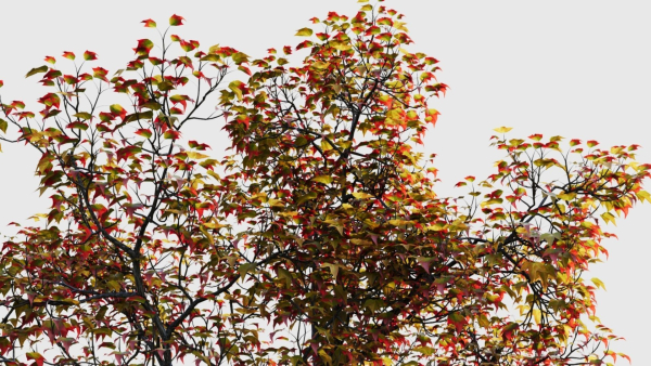 Acer buergerianum a