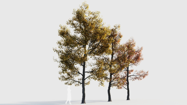 Acer buergerianum a