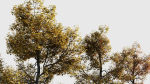 Acer buergerianum a
