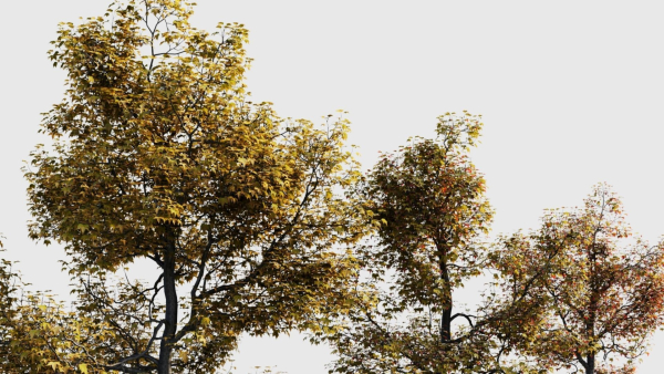 Acer buergerianum a