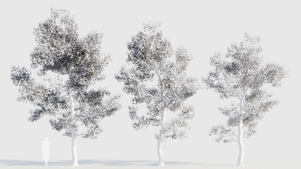 Acer buergerianum a