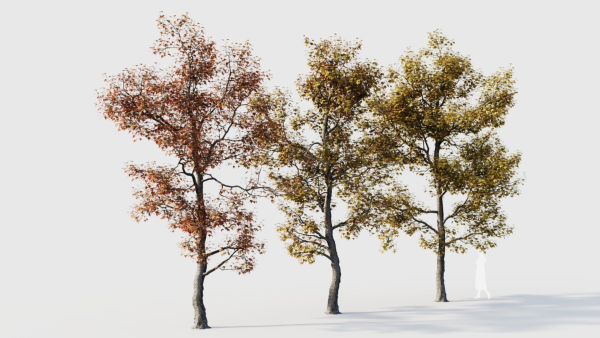 Acer buergerianum a