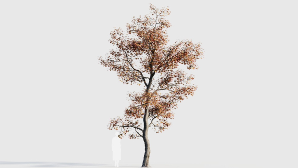 Acer buergerianum a
