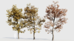 Acer buergerianum a