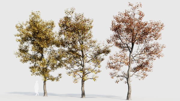 Acer buergerianum a