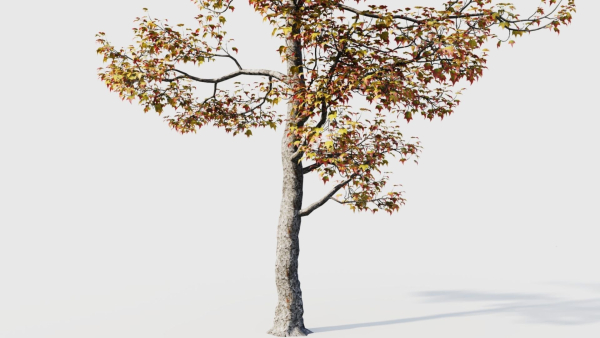 Acer buergerianum a