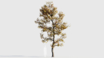 Acer buergerianum a