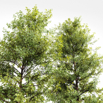 Acer Buergerianum and Saccharinum Spring