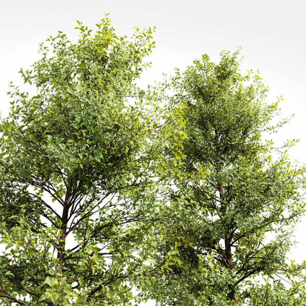 Acer Buergerianum and Saccharinum Spring