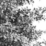 Acer Buergerianum and Saccharinum Spring